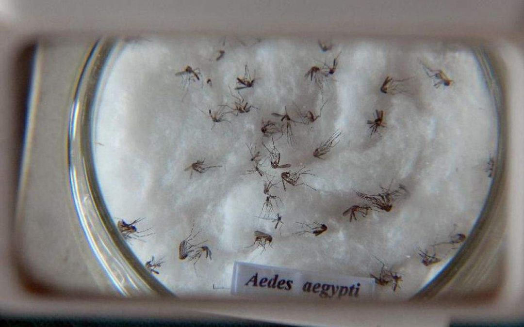 Cuidado redobrado! Verão acende alerta para combate à dengue e pragas, como baratas e ratos